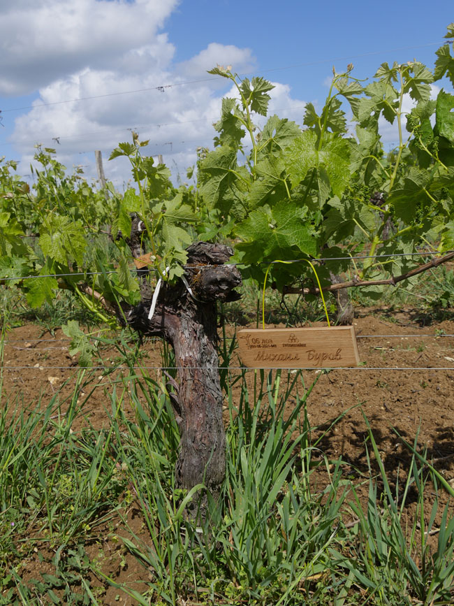 Виноградник на урожай